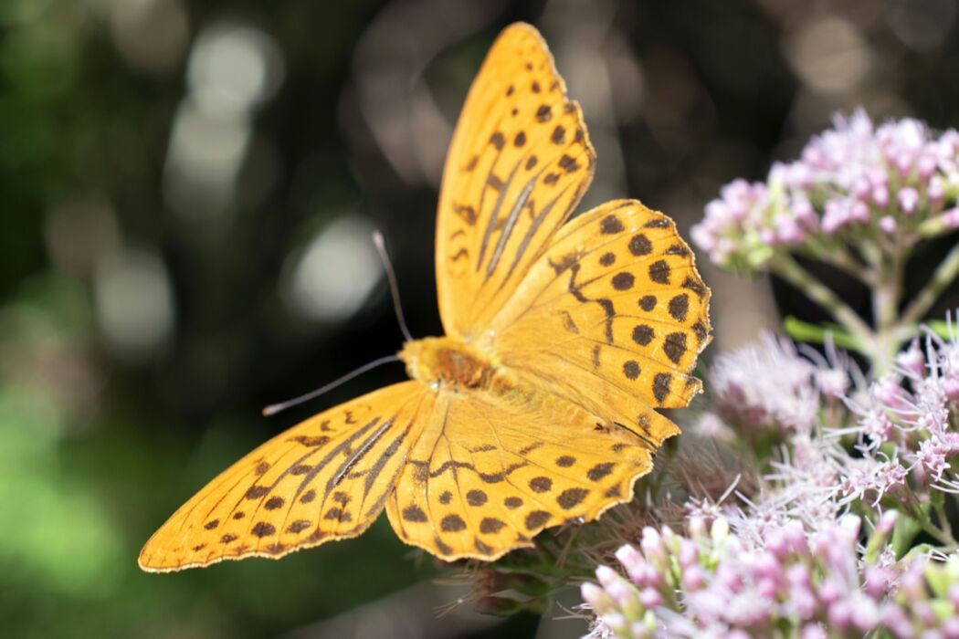 Trekking con Yoga sui Monti Simbruini Trekking con Yoga sui Monti Simbruini desktop picture