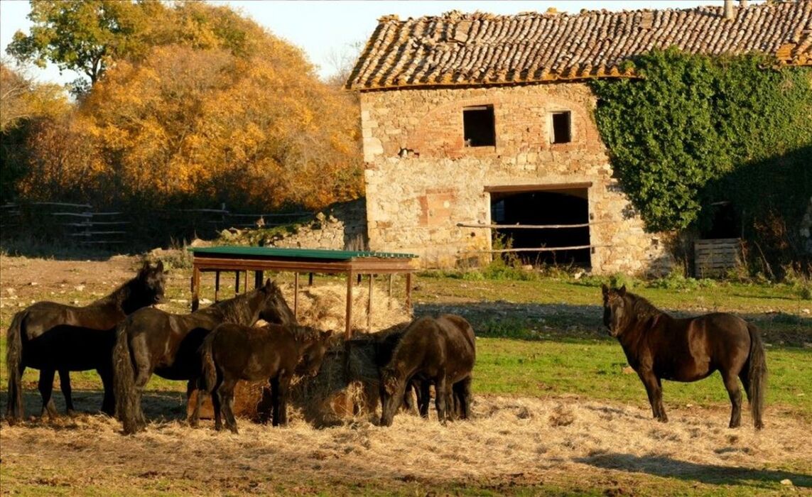 I Sentieri dei Daini: Escursione nella Riserva Naturale di Cornocchia I Sentieri dei Daini: Escursione nella Riserva Naturale di Cornocchia desktop picture
