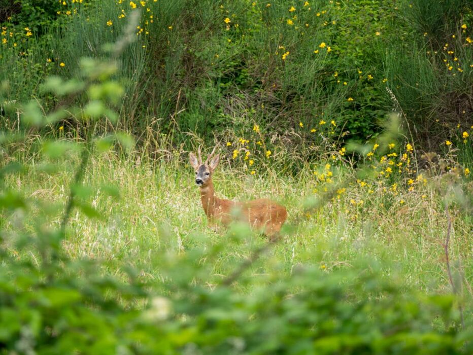 I Sentieri dei Daini: Escursione nella Riserva Naturale di Cornocchia I Sentieri dei Daini: Escursione nella Riserva Naturale di Cornocchia desktop picture