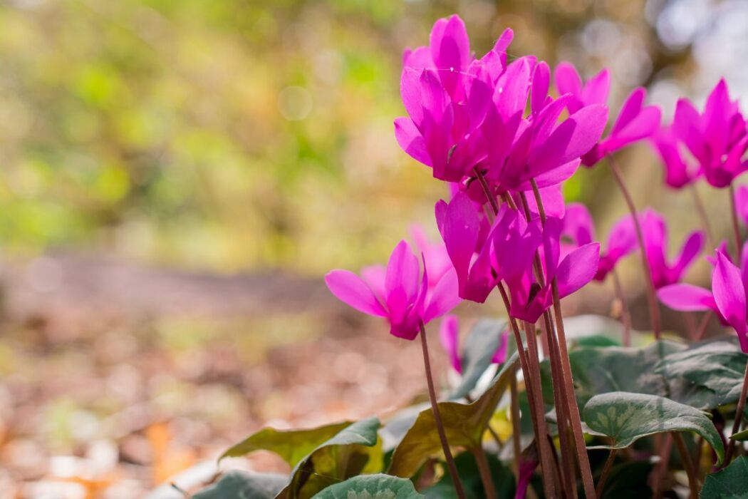 Panchina Gigante Ciclamino: Camminata con Vista sul Colle della Dieta Panchina Gigante Ciclamino: Camminata con Vista sul Colle della Dieta desktop picture