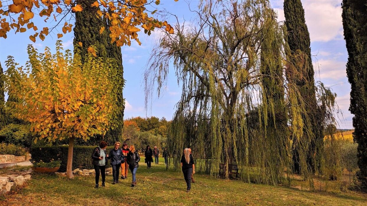 La raccolta dell'oliva: tradizioni e degustazioni Toscane La raccolta dell'oliva: tradizioni e degustazioni Toscane desktop picture