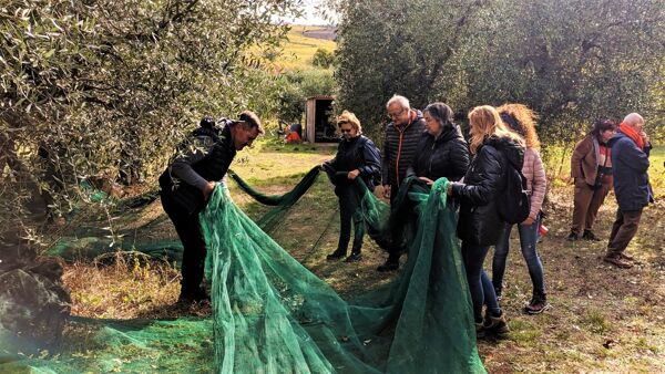 Event card La raccolta dell'oliva: tradizioni e degustazioni Toscane cover image