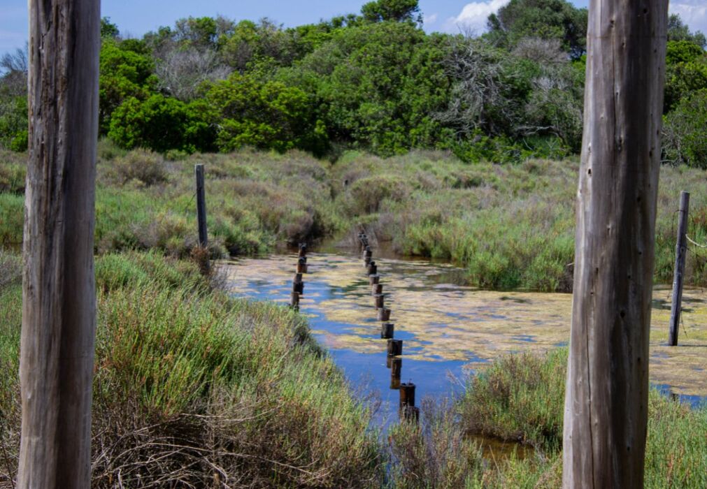 La Pineta della Feniglia: Escursione tra Mare e Laguna La Pineta della Feniglia: Escursione tra Mare e Laguna desktop picture