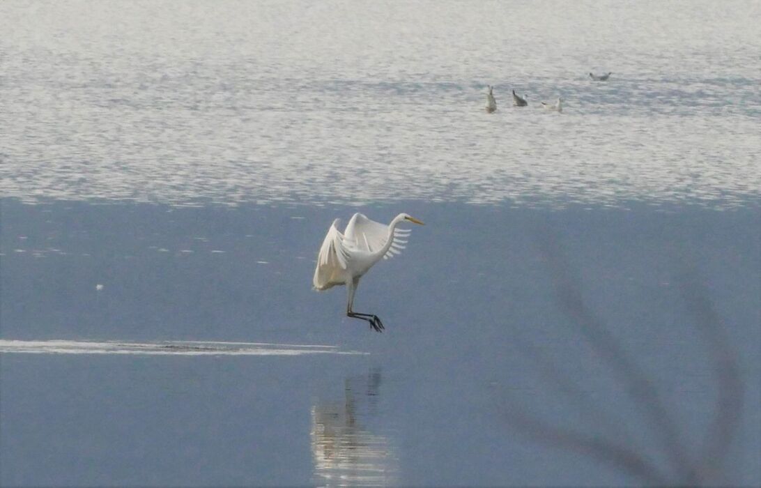 La Pineta della Feniglia: Escursione tra Mare e Laguna La Pineta della Feniglia: Escursione tra Mare e Laguna desktop picture