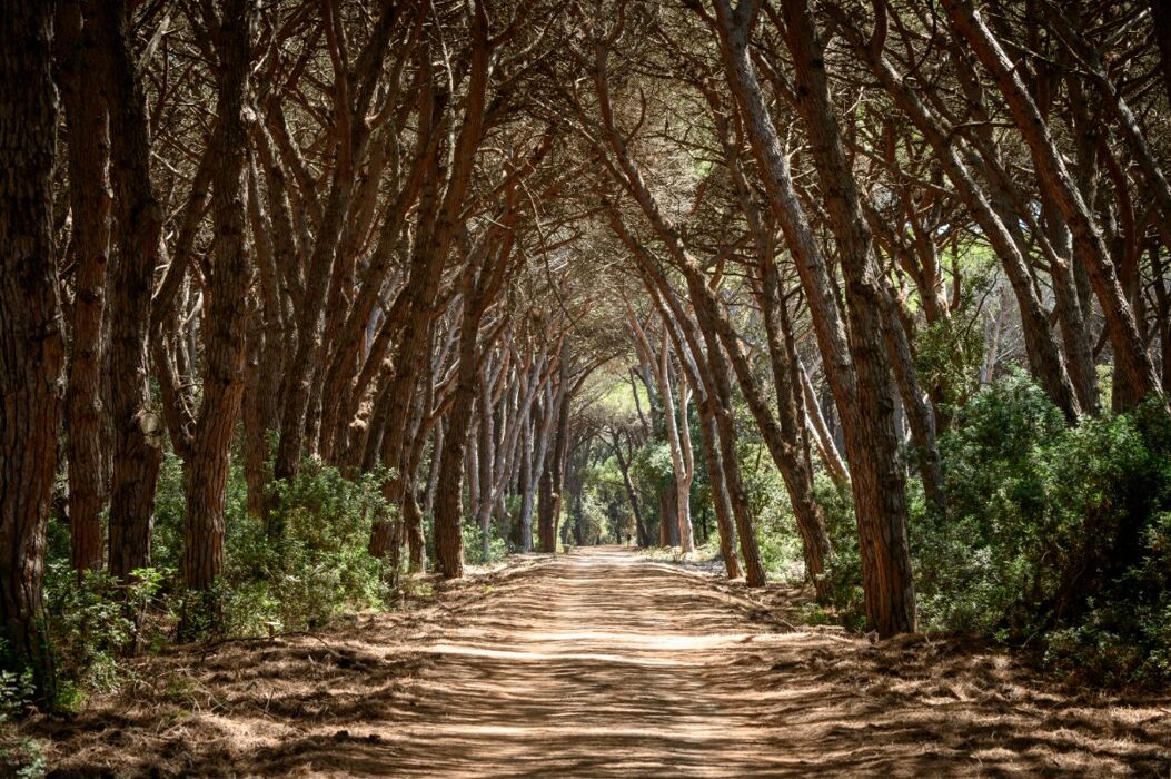 La Pineta della Feniglia: Escursione tra Mare e Laguna La Pineta della Feniglia: Escursione tra Mare e Laguna desktop picture