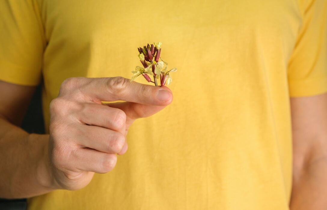 Escursione Botanica: alla scoperta delle Piante Selvatiche Escursione Botanica: alla scoperta delle Piante Selvatiche desktop picture