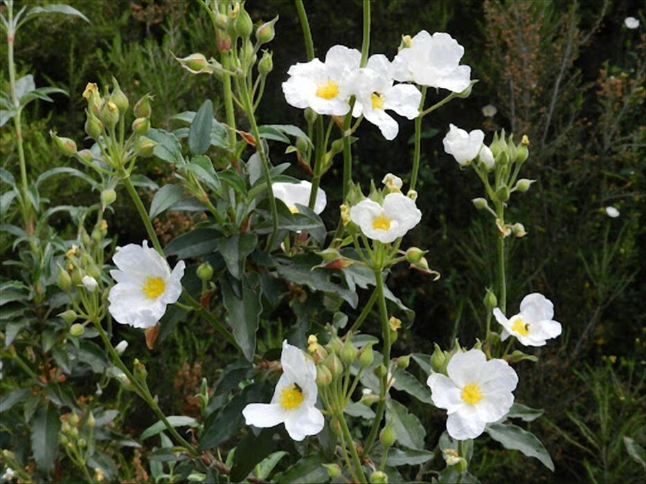 Madonna del Sasso e le Burraie: Escursione sui Monti Fiorentini Madonna del Sasso e le Burraie: Escursione sui Monti Fiorentini desktop picture