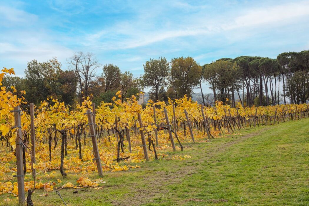 Tour Guidato tra Vigneti e i Murales di Dozza Tour Guidato tra Vigneti e i Murales di Dozza desktop picture