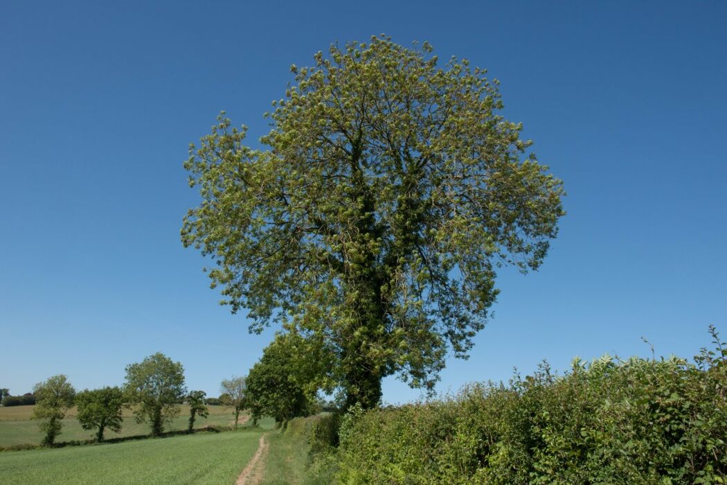 L’Anello Olivola Frassinello: Camminata nella Terra di Ulivi e Frassini L’Anello Olivola Frassinello: Camminata nella Terra di Ulivi e Frassini desktop picture