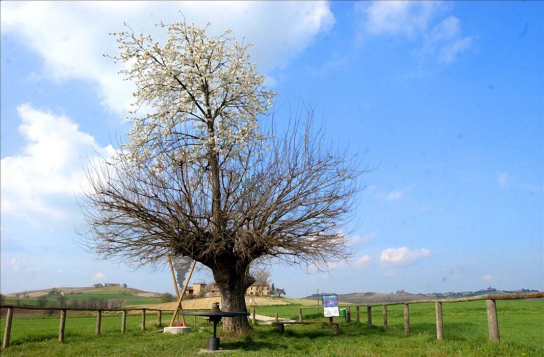 Piacevole Camminata da Grana al Bialbero Secolare Piacevole Camminata da Grana al Bialbero Secolare desktop picture