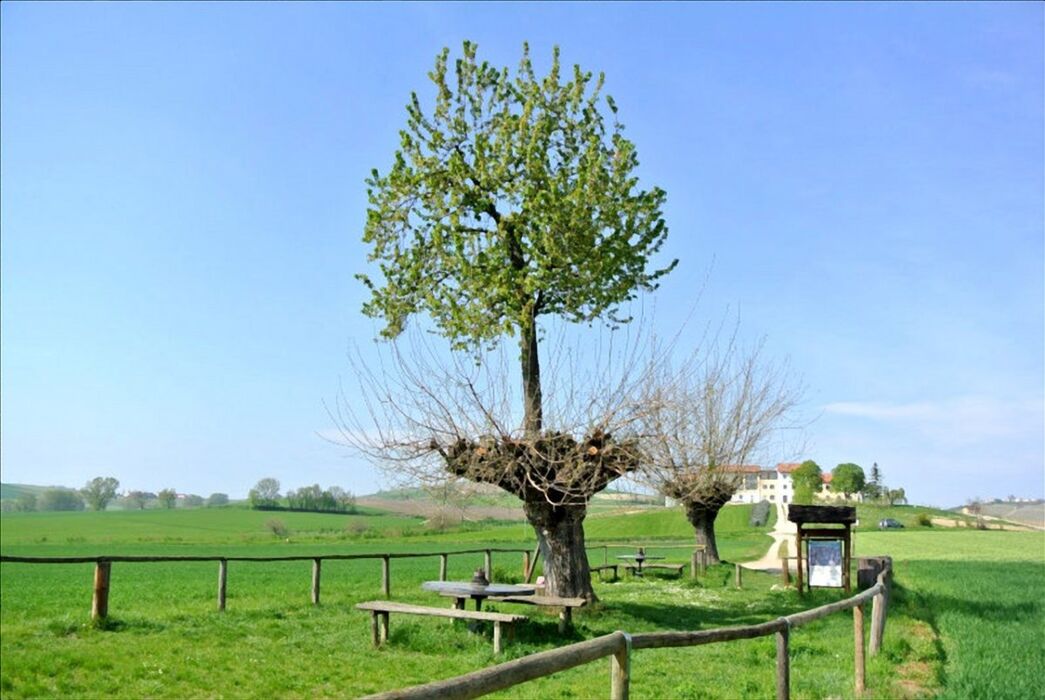 Piacevole Camminata da Grana al Bialbero Secolare Piacevole Camminata da Grana al Bialbero Secolare desktop picture