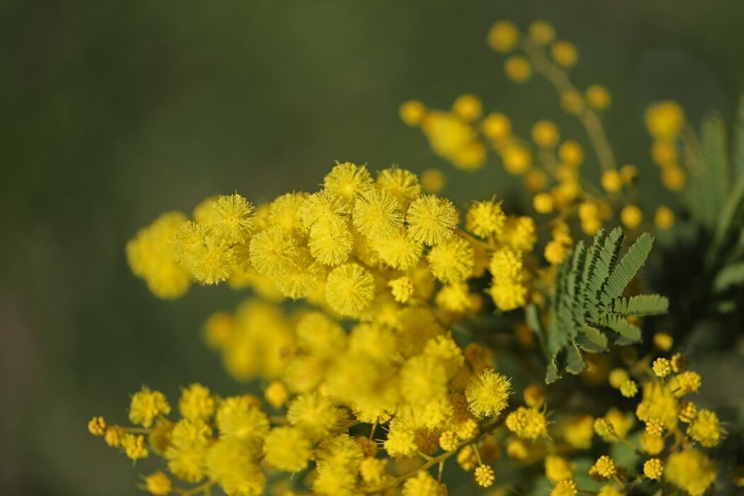 Festa della Donna: Pizzata a Modena Festa della Donna: Pizzata a Modena desktop picture