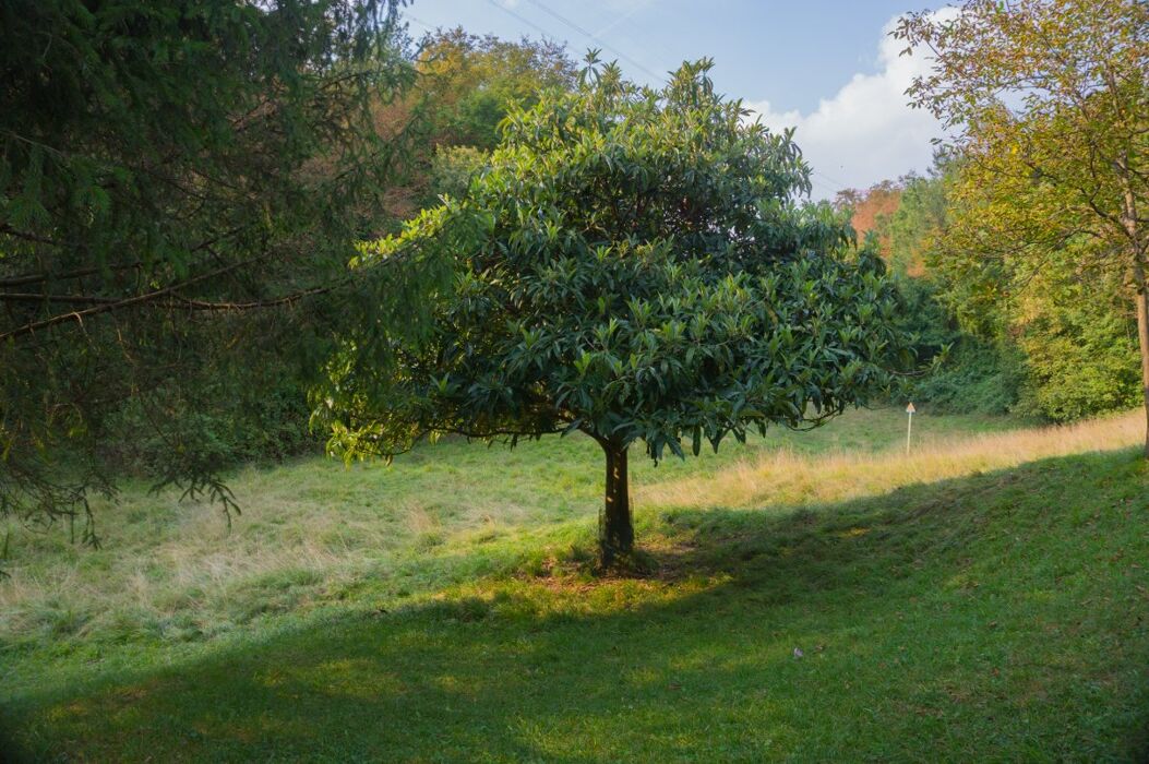 Escursione con raccolta di castagne ai piedi del Monte Magnodeno Escursione con raccolta di castagne ai piedi del Monte Magnodeno desktop picture