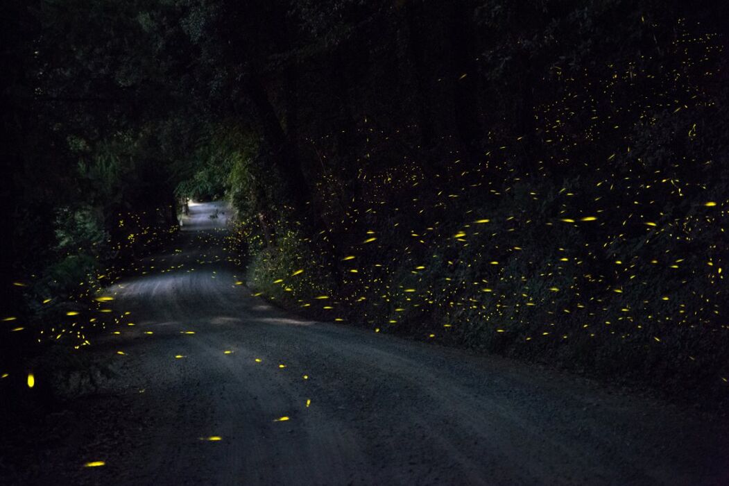 Meeters & Gengle: Passeggiata Serale alla ricerca delle Lucciole Meeters & Gengle: Passeggiata Serale alla ricerca delle Lucciole desktop picture