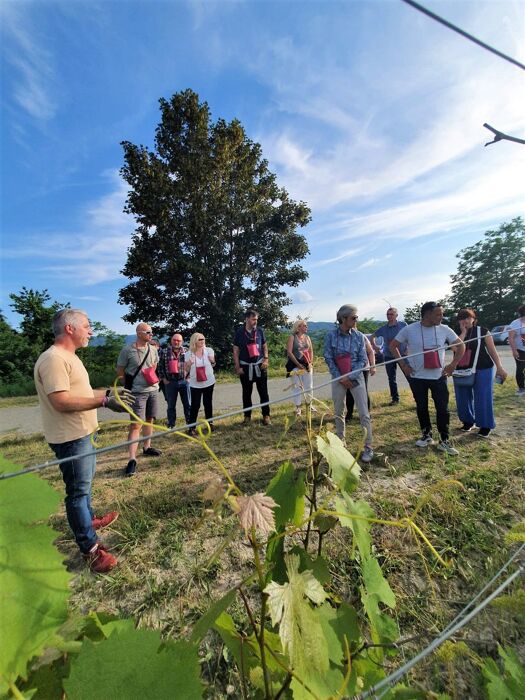 Aperitivo con Degustazione di Vino tra le Vigne di Morsasco Aperitivo con Degustazione di Vino tra le Vigne di Morsasco desktop picture