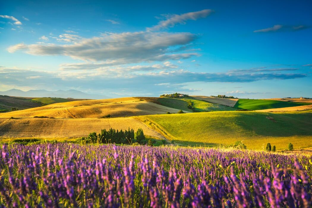 Passeggiata con Pranzo inedito tra i campi di Lavanda del Monferrato Passeggiata con Pranzo inedito tra i campi di Lavanda del Monferrato desktop picture