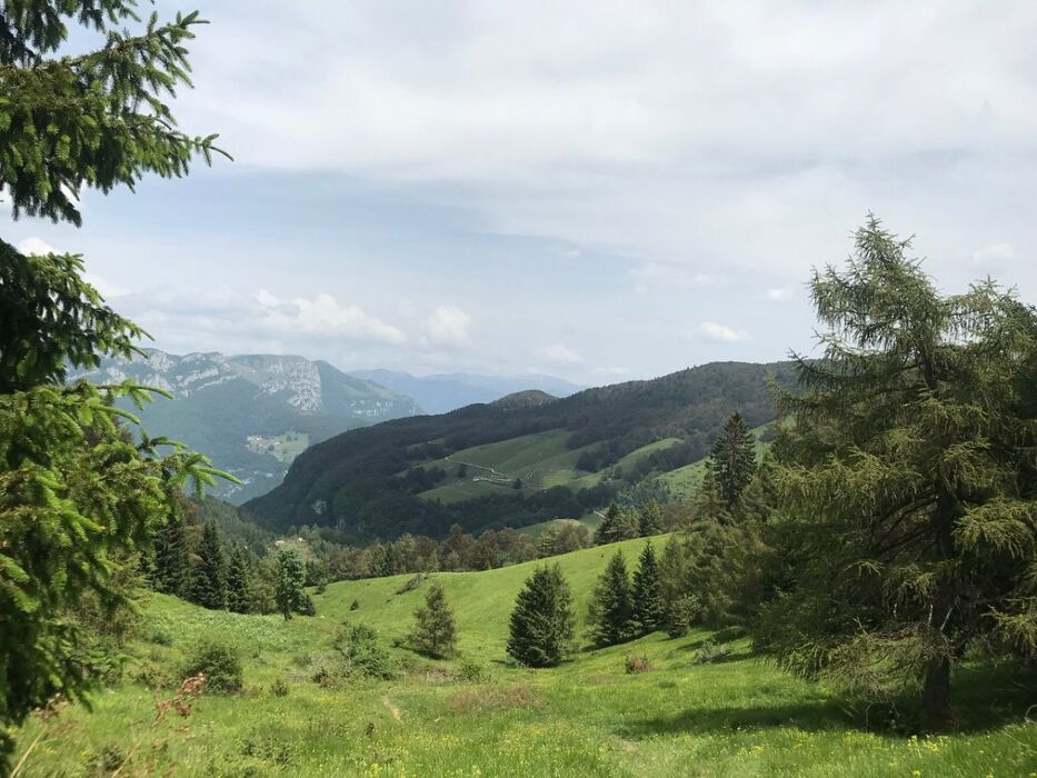 Bagno di Foresta e Meditazione al Patriarca del Monte Baldo Bagno di Foresta e Meditazione al Patriarca del Monte Baldo desktop picture