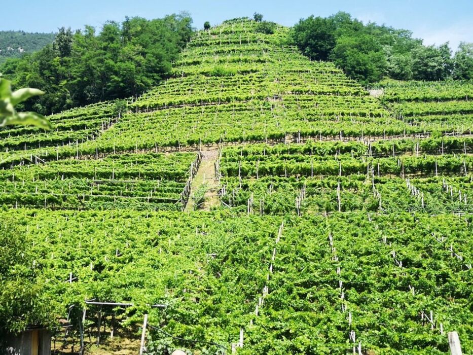 Val di Cembra e Müller Thurgau: Trekking con Brindisi finale Val di Cembra e Müller Thurgau: Trekking con Brindisi finale desktop picture