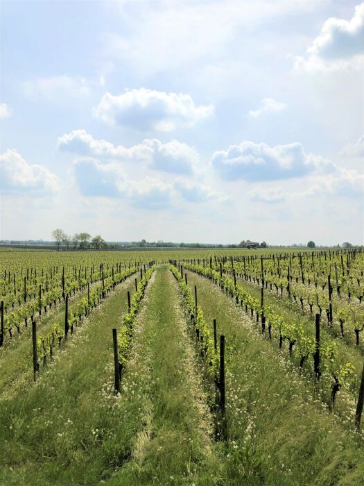 Tour guidato di Oderzo con picnic e degustazione di vini Tour guidato di Oderzo con picnic e degustazione di vini desktop picture