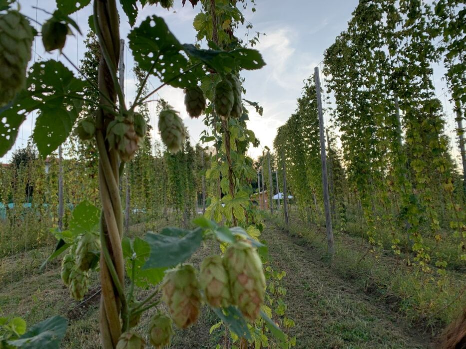 Trekking sensoriale in Brianza alla scoperta del luppoleto Trekking sensoriale in Brianza alla scoperta del luppoleto desktop picture