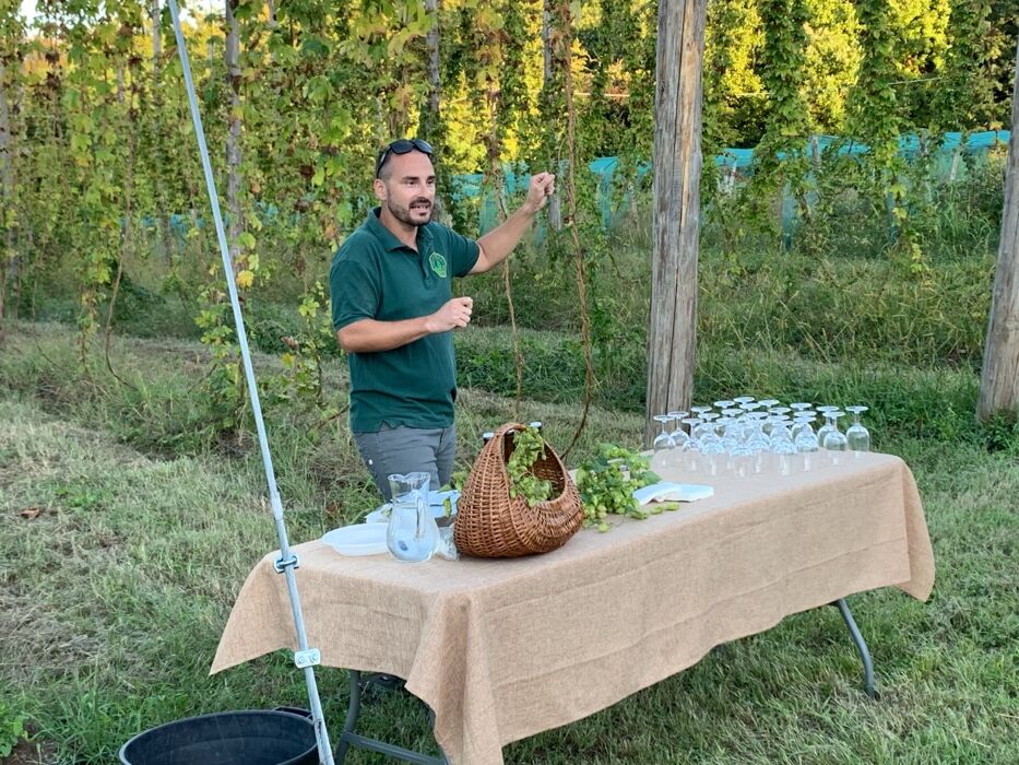 Trekking sensoriale in Brianza alla scoperta del luppoleto Trekking sensoriale in Brianza alla scoperta del luppoleto desktop picture