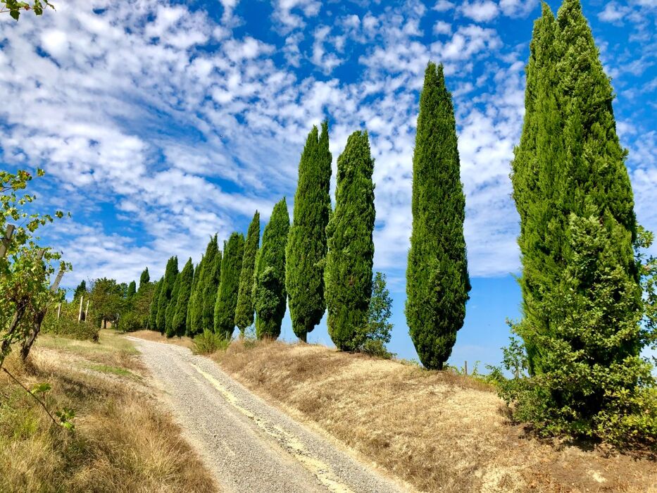 Trekking nei colli reggiani con degustazione alla tenuta Venturini Baldini Trekking nei colli reggiani con degustazione alla tenuta Venturini Baldini desktop picture