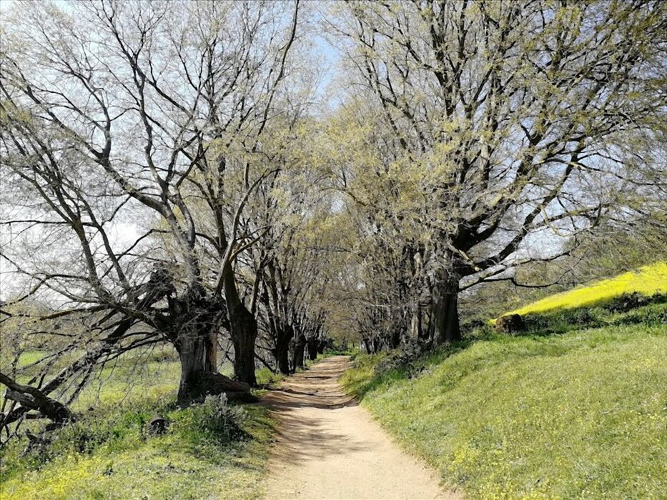Passeggiata archeologica al tramonto nel Parco della Caffarella Passeggiata archeologica al tramonto nel Parco della Caffarella desktop picture