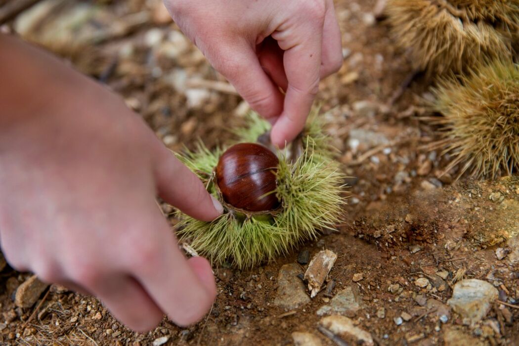 Trekking nell’Oltrepò Pavese tra castagne e prodotti locali Trekking nell’Oltrepò Pavese tra castagne e prodotti locali desktop picture