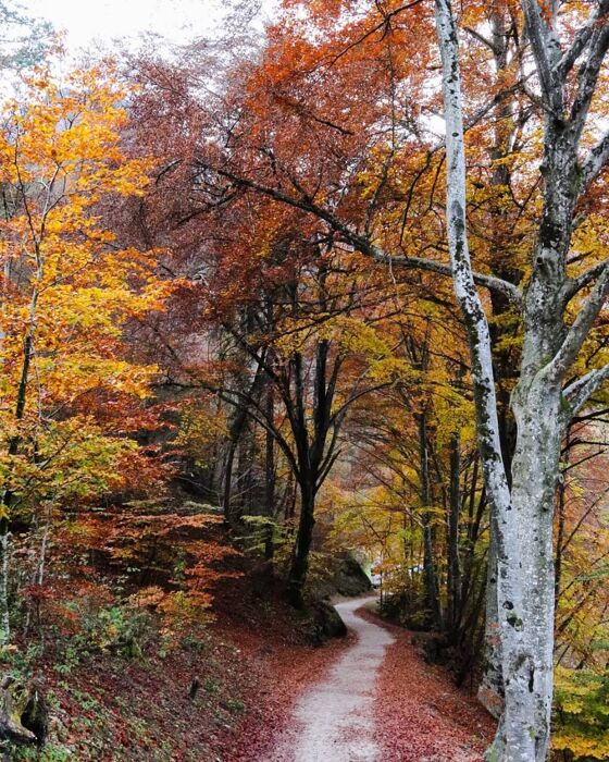 Trekking al Lago di Ledro tra i caldi colori autunnali Trekking al Lago di Ledro tra i caldi colori autunnali desktop picture
