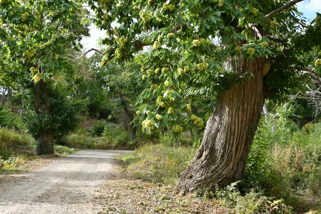 Trekking con raccolta delle castagne lungo il Sentiero dell’Alto Molgora Trekking con raccolta delle castagne lungo il Sentiero dell’Alto Molgora desktop picture