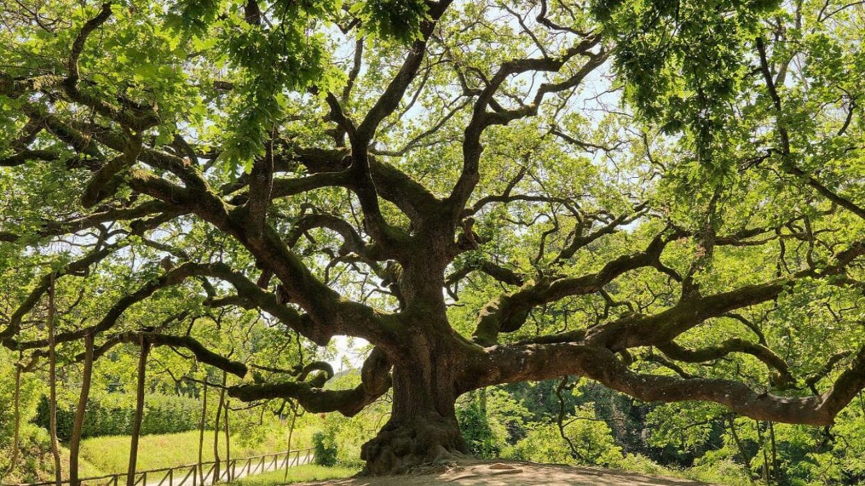 Trekking da Montecarlo di Lucca alla famosa Quercia delle Streghe Trekking da Montecarlo di Lucca alla famosa Quercia delle Streghe desktop picture