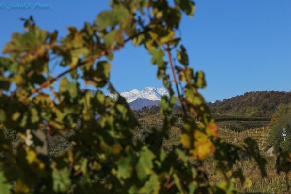 Event card Trekking panoramico tra le vigne di Gattinara cover image