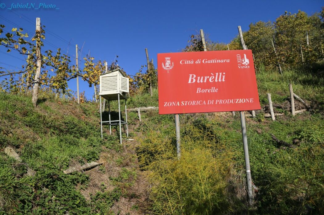 Trekking panoramico tra le vigne di Gattinara Trekking panoramico tra le vigne di Gattinara desktop picture