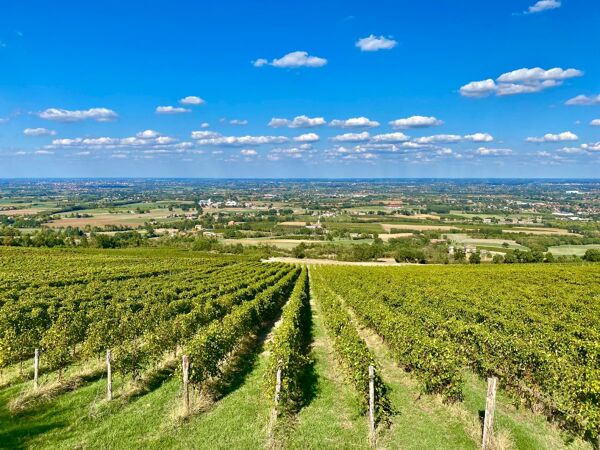 Event card Trekking panoramico tra le vigne di Scandiano con degustazione di vini cover image