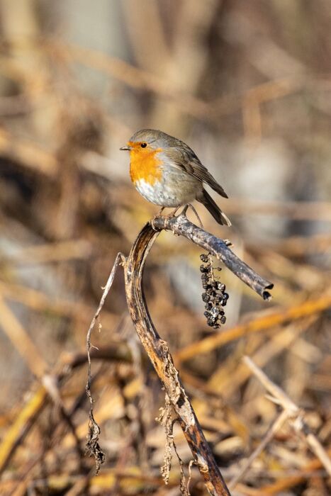 Parco Valle Lambro: Passeggiata naturalistica nell’Oasi di Baggero Parco Valle Lambro: Passeggiata naturalistica nell’Oasi di Baggero desktop picture
