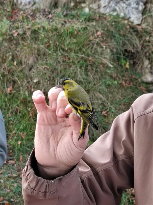 Trekking al Passo Spino: la meraviglia della migrazione autunnale Trekking al Passo Spino: la meraviglia della migrazione autunnale desktop picture