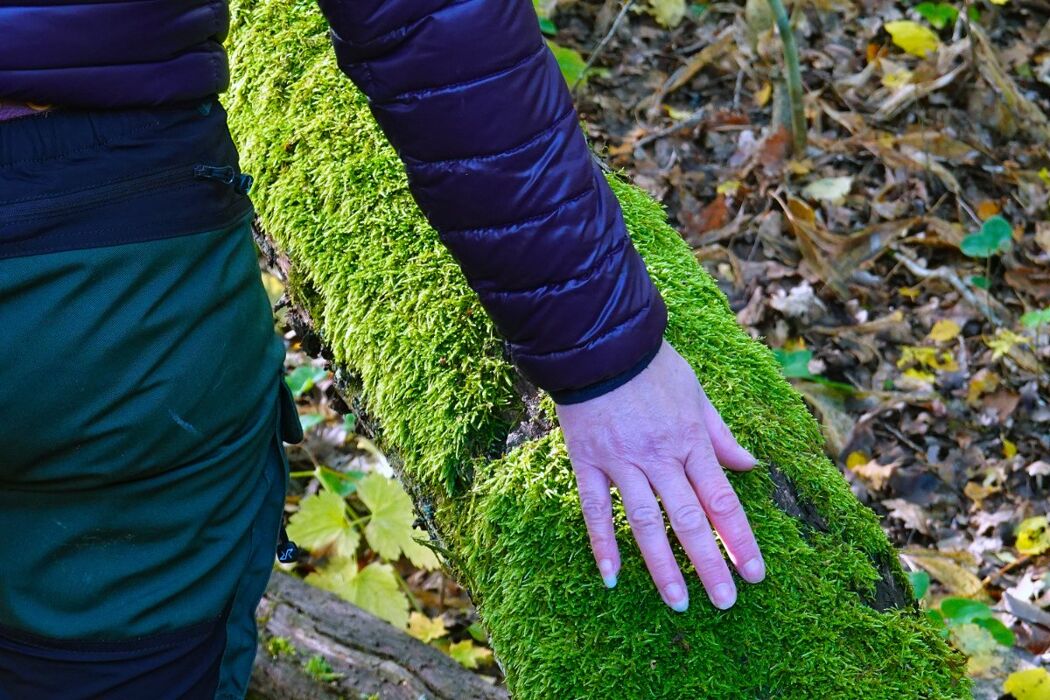 Bagno di Bosco nel Parco del Ticino Bagno di Bosco nel Parco del Ticino desktop picture
