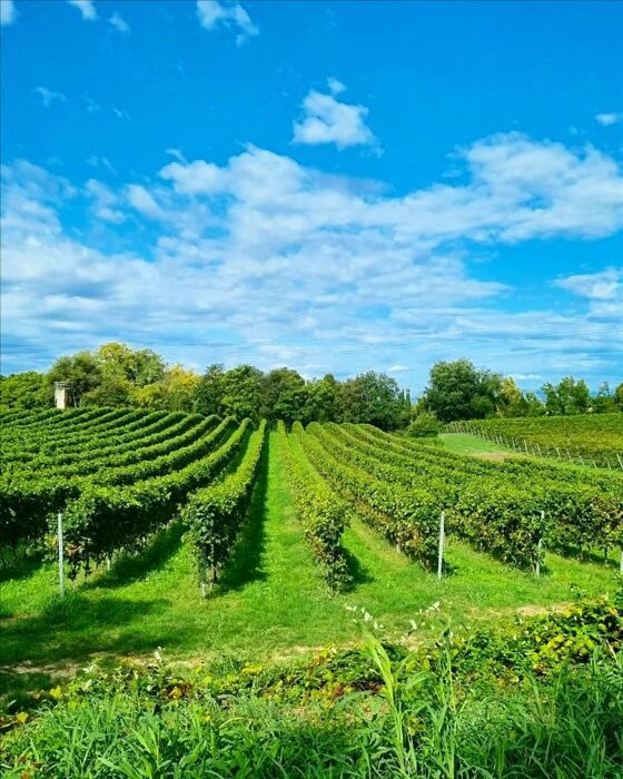 Passeggiata a Custoza con Degustazione in Cantina Passeggiata a Custoza con Degustazione in Cantina desktop picture