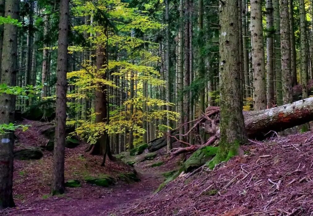 Trekking nella Valle abbandonata di Pietrapazza Trekking nella Valle abbandonata di Pietrapazza desktop picture