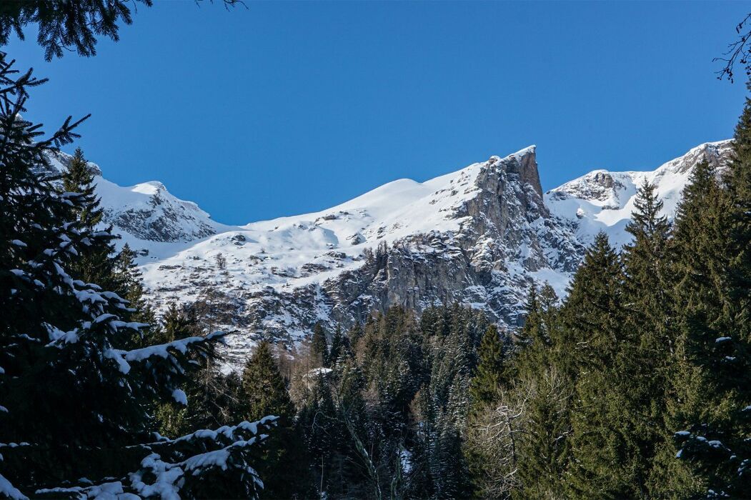 Ciaspolata in Valle Antigorio: i magici boschi di Foppiano Ciaspolata in Valle Antigorio: i magici boschi di Foppiano desktop picture