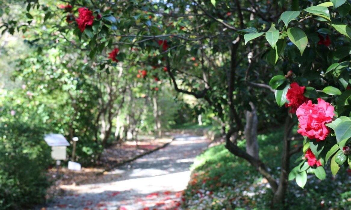 Visita guidata a Villa Reale: la fioritura delle Camelie della Lucchesia Visita guidata a Villa Reale: la fioritura delle Camelie della Lucchesia desktop picture