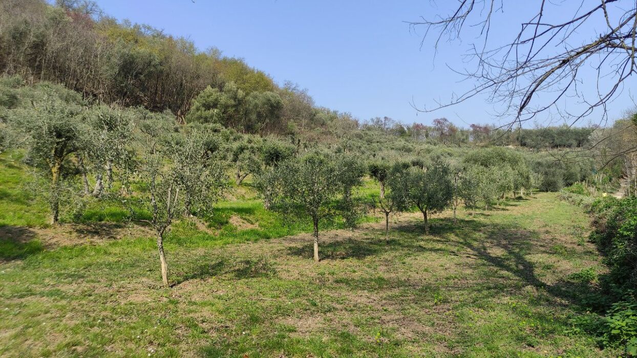 Rivelando tesori nascosti: escursione al Monte Orbieso Rivelando tesori nascosti: escursione al Monte Orbieso desktop picture