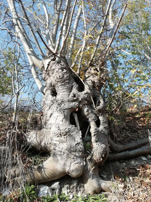 Rivelando tesori nascosti: escursione al Monte Orbieso Rivelando tesori nascosti: escursione al Monte Orbieso desktop picture