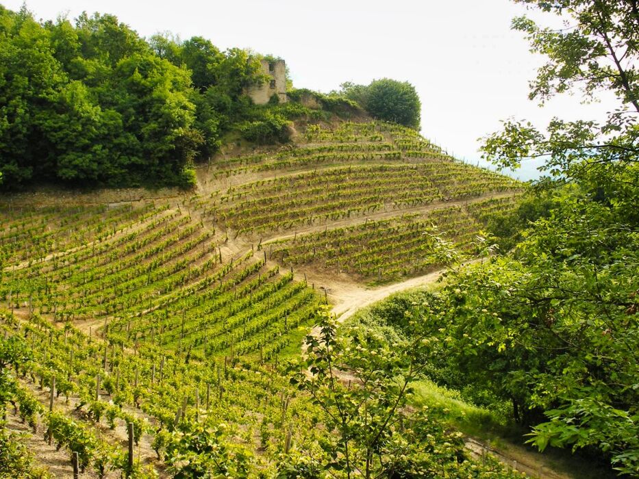 Passeggiata tra le anse del Fiume Tanaro e le colline di Masio Passeggiata tra le anse del Fiume Tanaro e le colline di Masio desktop picture