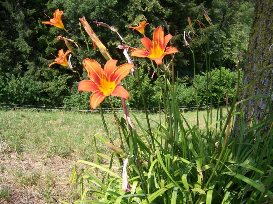 Passeggiata in Valsassina alla scoperta delle piante selvatiche con degustazione di gelato Passeggiata in Valsassina alla scoperta delle piante selvatiche con degustazione di gelato desktop picture
