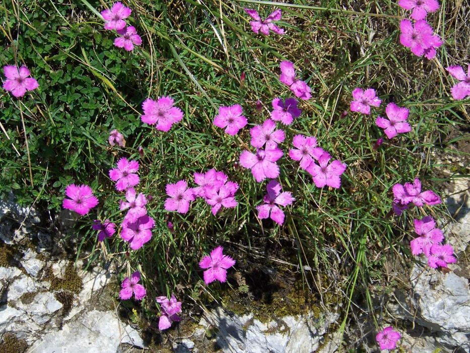Passeggiata in Valsassina alla scoperta delle piante selvatiche con degustazione di gelato Passeggiata in Valsassina alla scoperta delle piante selvatiche con degustazione di gelato desktop picture
