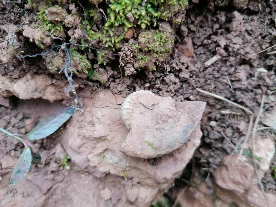 Alla scoperta della storia geologica del Triangolo Lariano Alla scoperta della storia geologica del Triangolo Lariano desktop picture