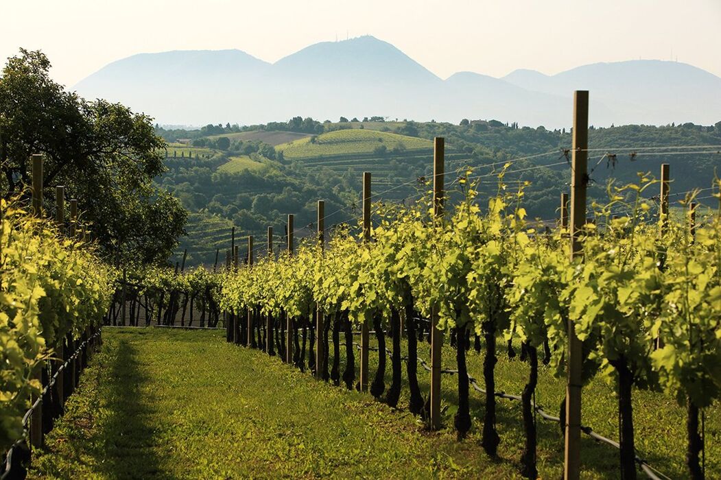 Trekking tra i Covoli e Degustazione in cantina nei Colli Berici Trekking tra i Covoli e Degustazione in cantina nei Colli Berici desktop picture
