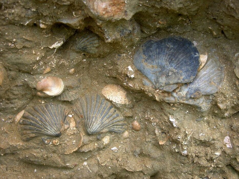 Escursione ad anello a Cinaglio: tra natura e storia Escursione ad anello a Cinaglio: tra natura e storia desktop picture