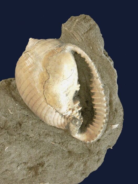 Escursione ad anello a Cinaglio: tra natura e storia Escursione ad anello a Cinaglio: tra natura e storia desktop picture